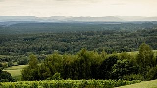 Winnica Jura