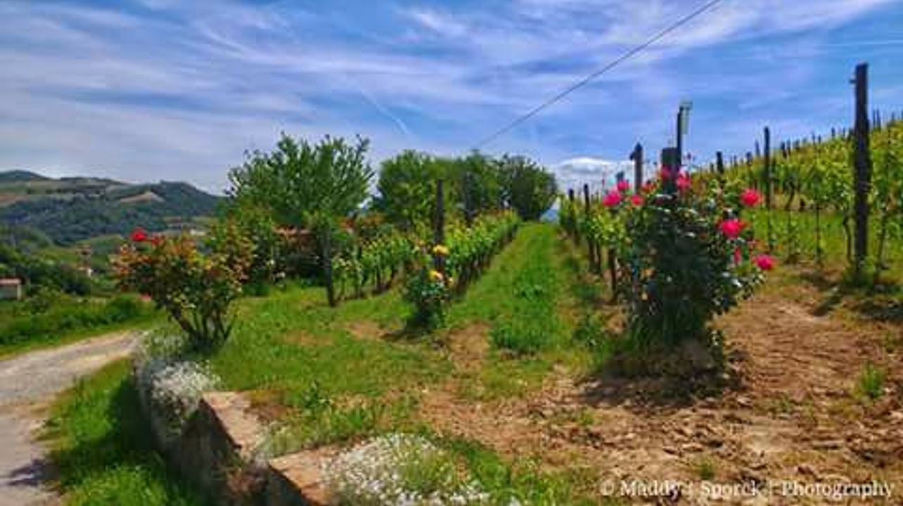 Torelli Winery