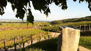 Kientz René Fils Winery