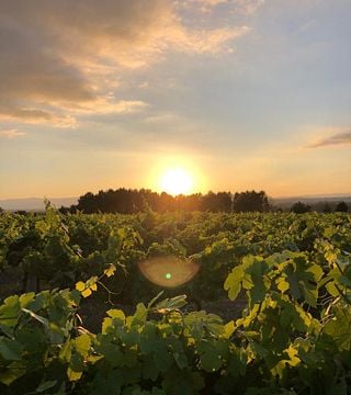 Visite du domaine et dégustation de 3 vins
