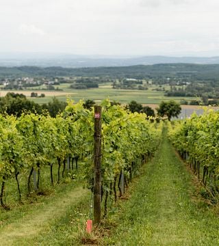Winnica Jura