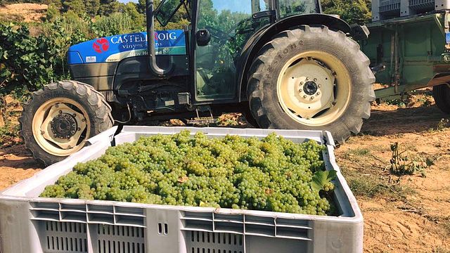 Visita Básica e Degustação de Vinhos no Sabaté I Coca