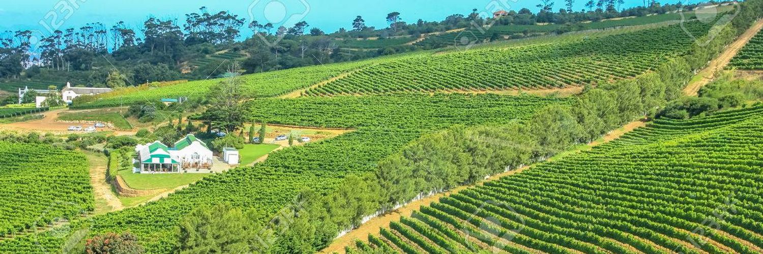 65321030-aerial-view-of-winery-farm-in-green-grapevine-constantia-cape-town-south-africa-the-constantia-wine-