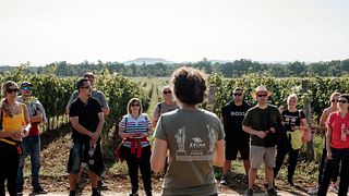 Weinberg-Tour