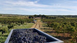 Degustazione di vini e visita al Domaine Saint-Hilaire