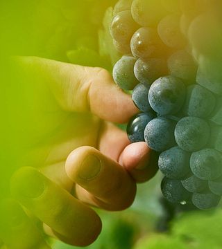Dégustation de vins super premium et visite du domaine Albiana - Cave à vin Zaren
