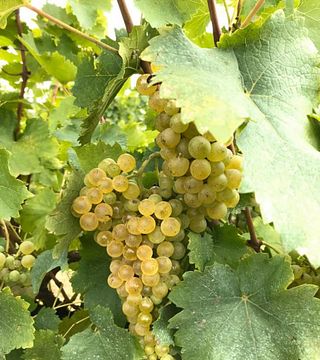 Tour dei vini e degustazione a La Fornase