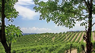Azienda Calafe' Di Petrillo