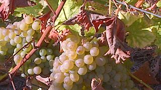 Wine Tasting and Tour at Alpha Loire