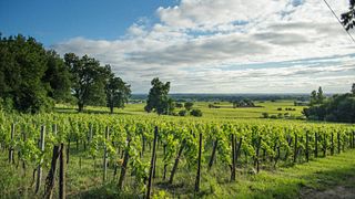 Bordeaux Organic Grand Cru Tasting at Château Coutet
