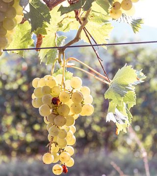 Tour della cantina e degustazione di vini presso l'azienda vinicola Alessandro Mo