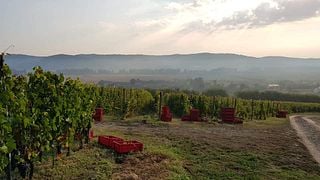 Dégustation de vins et visite du domaine viticole de Catleya