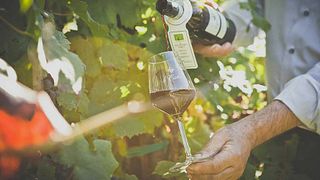 Degustazione di vini popolare a Le Carline