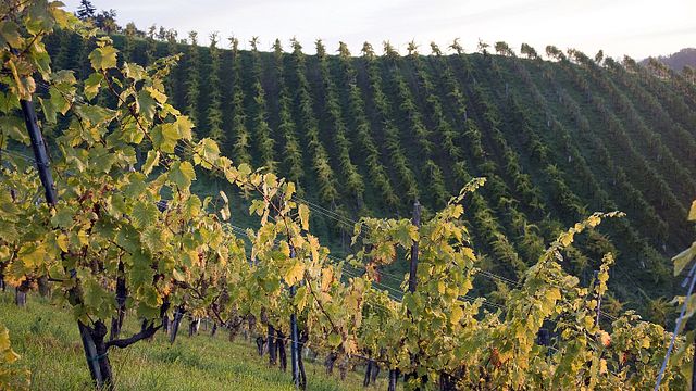 Degustazione di vini e visita al Bio-Dynamisches Weingut Tauss