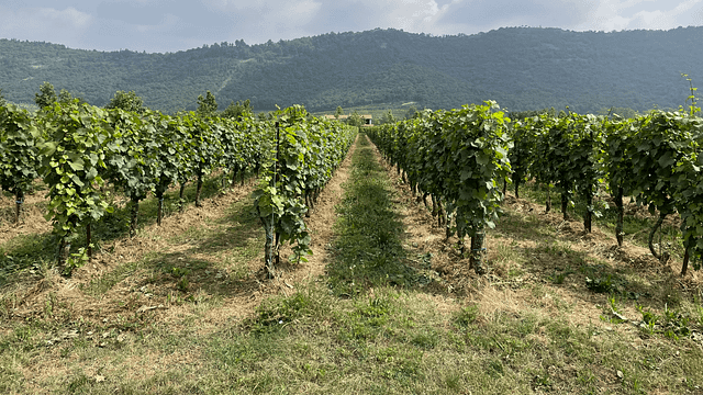 Degustação de vinhos e tour em Vigneti Cenci