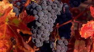 Macchia Dei Briganti Winery