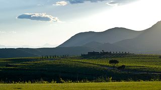 Cata de vinos y visita guiada en Celler Martin Faixo