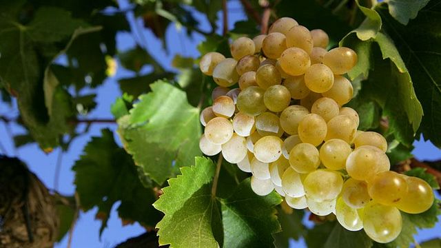 Tour del vino e degustazione presso Quinta Do Monte Travesso