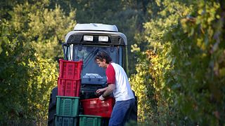 Devenez vigneron d'un jour chez Mulini di Segalari société agricole snc