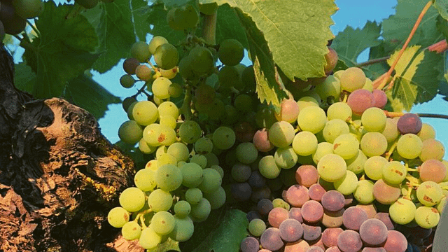 Catalonia Wine & Olive Legacy: Masetplana Tasting Journey