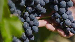 Quinta Vale d'Aldeia: Exceptional Wines from the Douro Valley