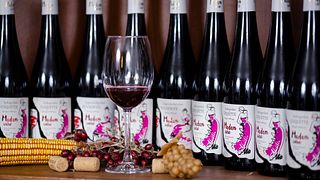 Degustação de vinhos e tour na Madam Wine