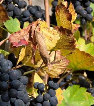 Degustazione di vini nei negozi Vinne Kutna Hora