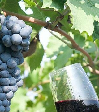 Weinprobe und Tour bei Tenuta Vignega