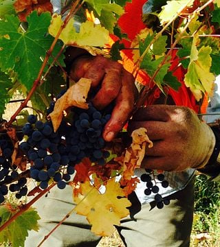 California Wine & Vineyard Adventure at Optima
