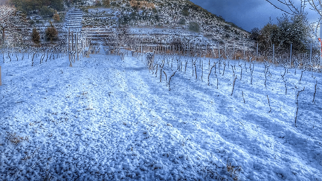 Biondi Winery