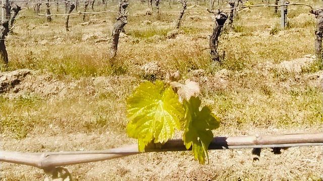Domaine De Maillac