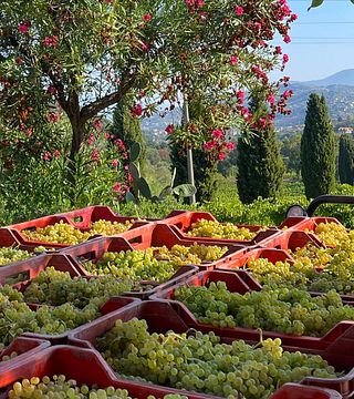 L'essenza - Visita alla Cantina e Degustazione Vini