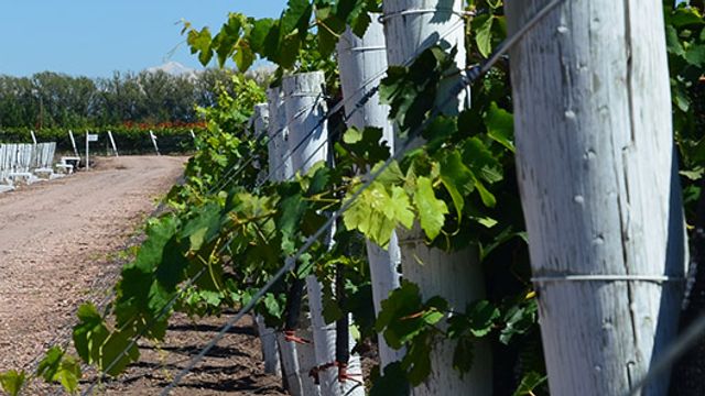 Bodega Iaccarini