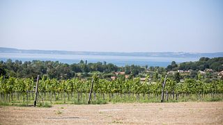 Esplora Cantine Capitani con un tour del vino premium e una degustazione di vini