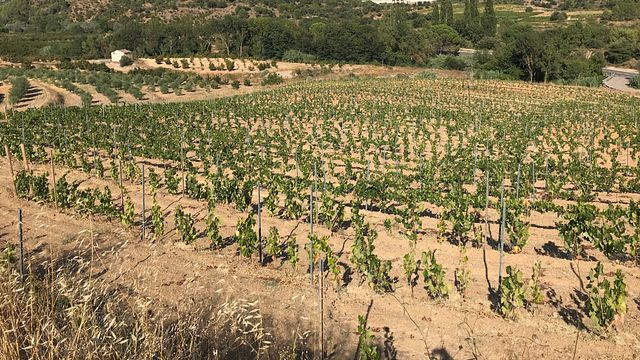 Catalonia's Priorat: Ancient Vines & Barrel Tasting