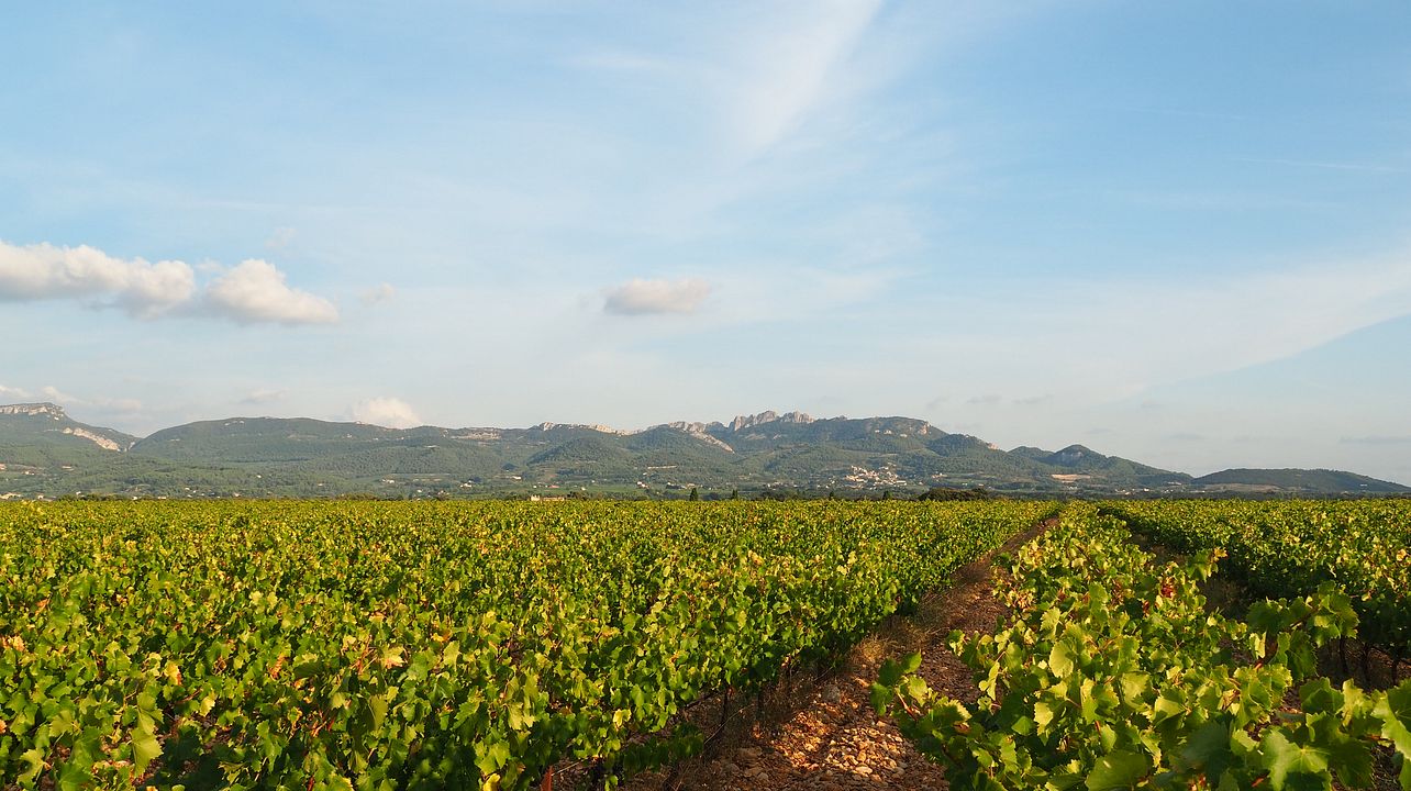 Cata de vinos en el Domaine des Pasquiers