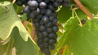Leogate Estate Wines