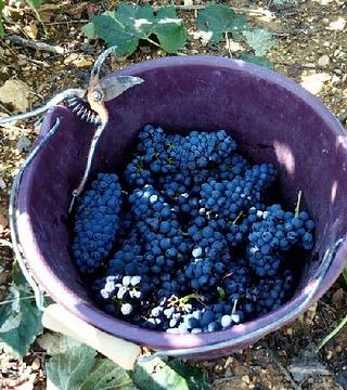 Gaec Venot Winery