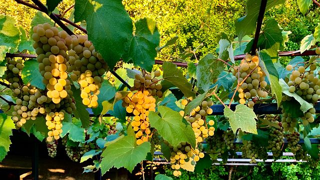 Weinprobe und Tour am Col D'Orcia