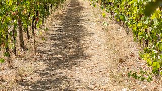 Siete vinos para siete viñedos