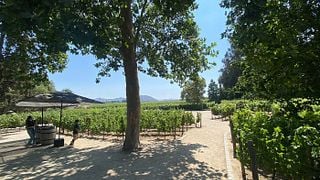 Aconcagua Legends & Premium Wine Tasting