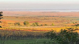 Dégustation de vins et visite au Weingut Birgit Braunstein