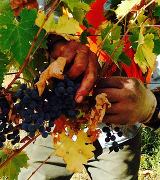 Cata de vinos y visita guiada en Optima