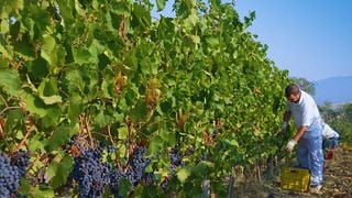 Marchesi Ginori Lisci