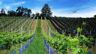 Degustazione di vini e visita alla Weingut Uwe Geßner