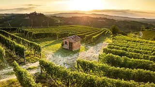 Piedmont Wine Tour & Tasting at Giovanni Rosso