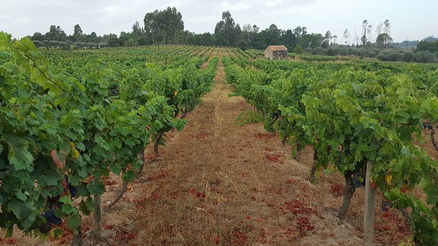 Visite et dégustation - Pretexto Tasting