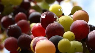 Thracian Valley Winemaker Tour & Tasting