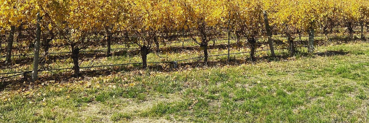 Elk Wines Vineyard