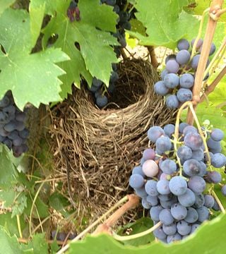 Experiência de vinho em Piazzano no coração da Toscana
